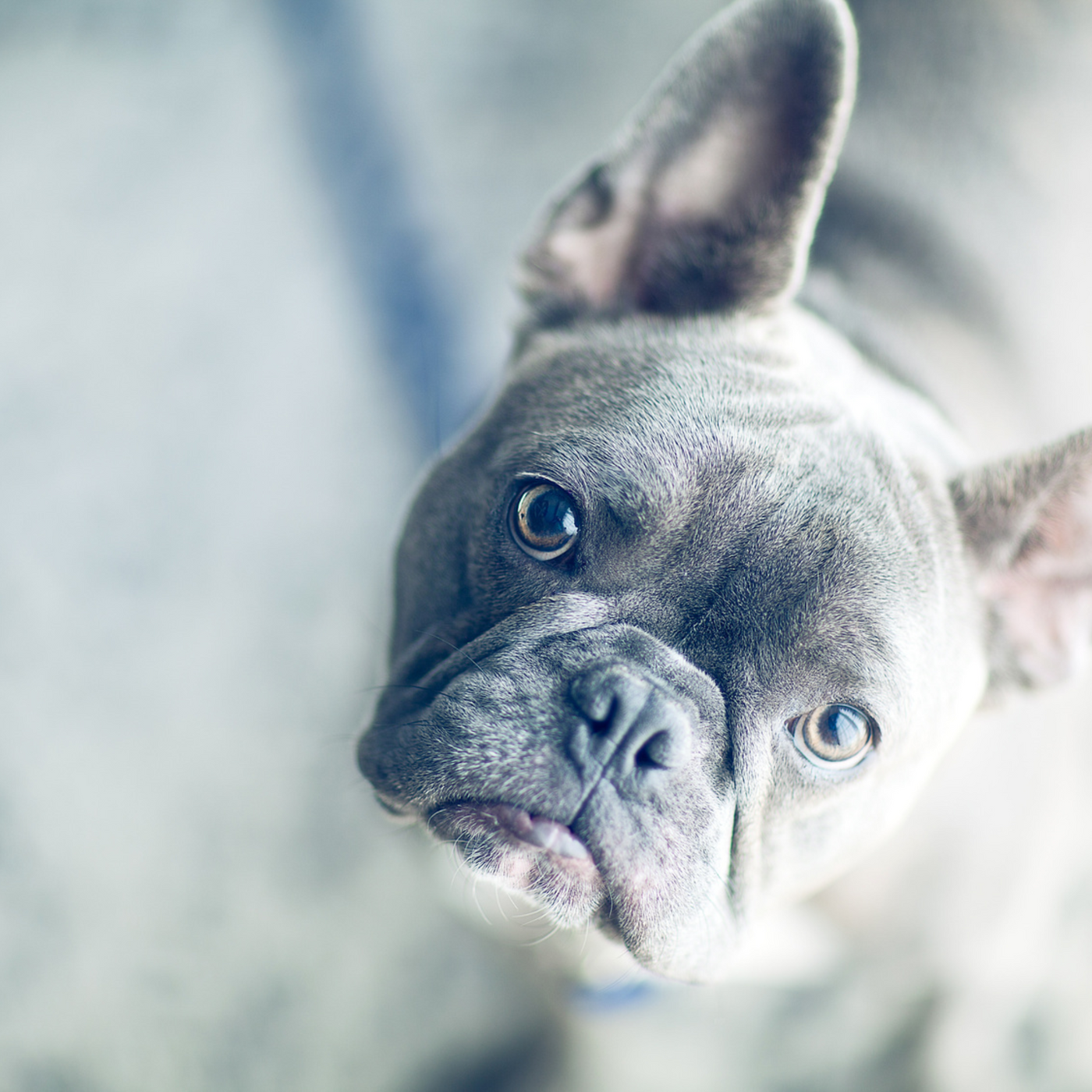 PET-FRIENDLY FRAGRANCES: SAFE SCENTING TIPS FOR YOUR FURRY FRIENDS